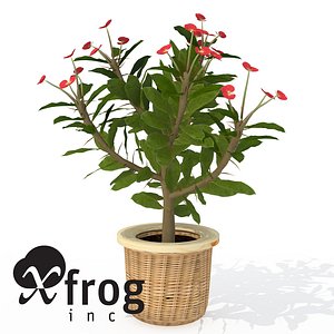 3d model xfrogplants crown-of-thorns plant
