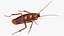 Animated Cockroach Cleans Paw Rigged for Maya 3D model
