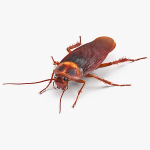Animated Cockroach Cleans Paw Rigged for Maya 3D model