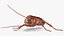 Animated Cockroach Cleans Paw Rigged for Maya 3D model