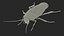 Animated Cockroach Cleans Paw Rigged for Maya 3D model