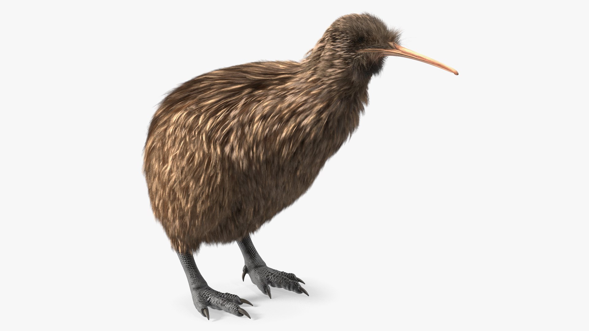 Kiwi Bird Fur 3D model preview