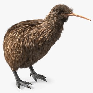 3D Kiwi Bird Fur