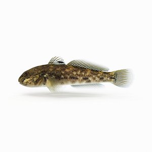 goby 3D model