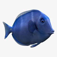 Blue Tang Fish