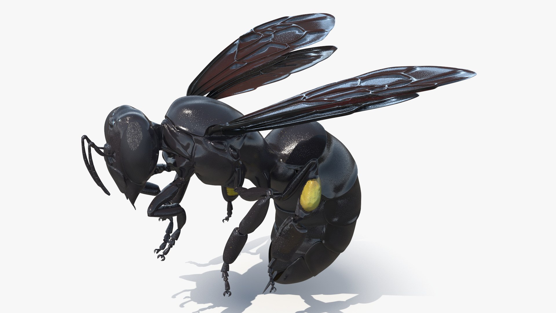Carpenter Bee Insect Black Ready Pose 3D https://p.turbosquid.com/ts-thumb/it/IOwJ0L/9s/carpenter_bee_insect_black_ready_pose_002/jpg/1755662537/1920x1080/fit_q87/1e7ad4e5ac92c9aee5308aa0785d3783f31359d0/carpenter_bee_insect_black_ready_pose_002.jpg