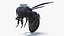 Carpenter Bee Insect Black Ready Pose