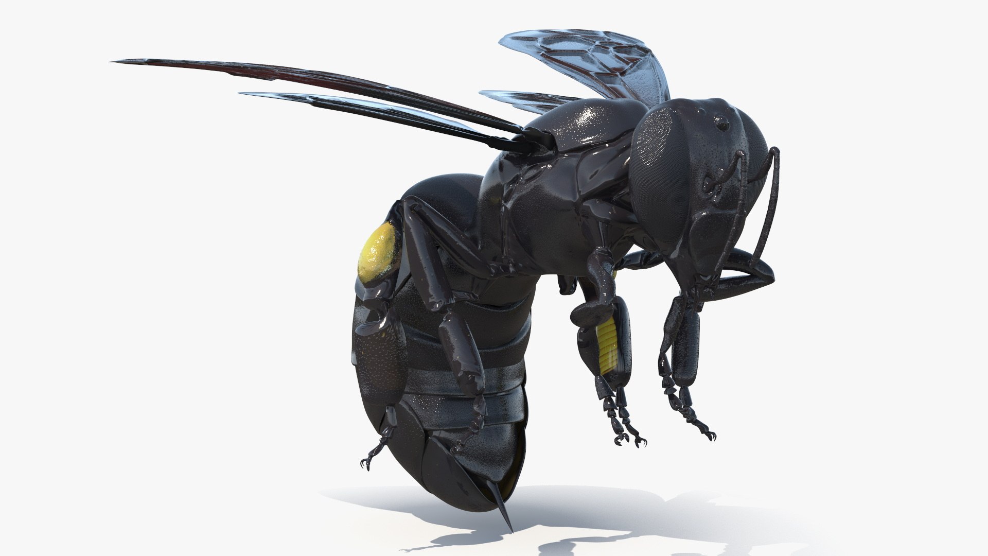 Carpenter Bee Insect Black Ready Pose 3D https://p.turbosquid.com/ts-thumb/it/IOwJ0L/VL/carpenter_bee_insect_black_ready_pose_005/jpg/1755662632/1920x1080/fit_q87/dfad430c374ef610e4fffd64bdbfc7374b29e695/carpenter_bee_insect_black_ready_pose_005.jpg