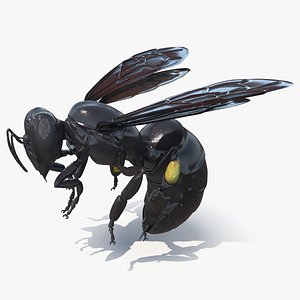 Carpenter Bee Insect Black Ready Pose 3D