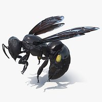 Carpenter Bee Insect Black Ready Pose