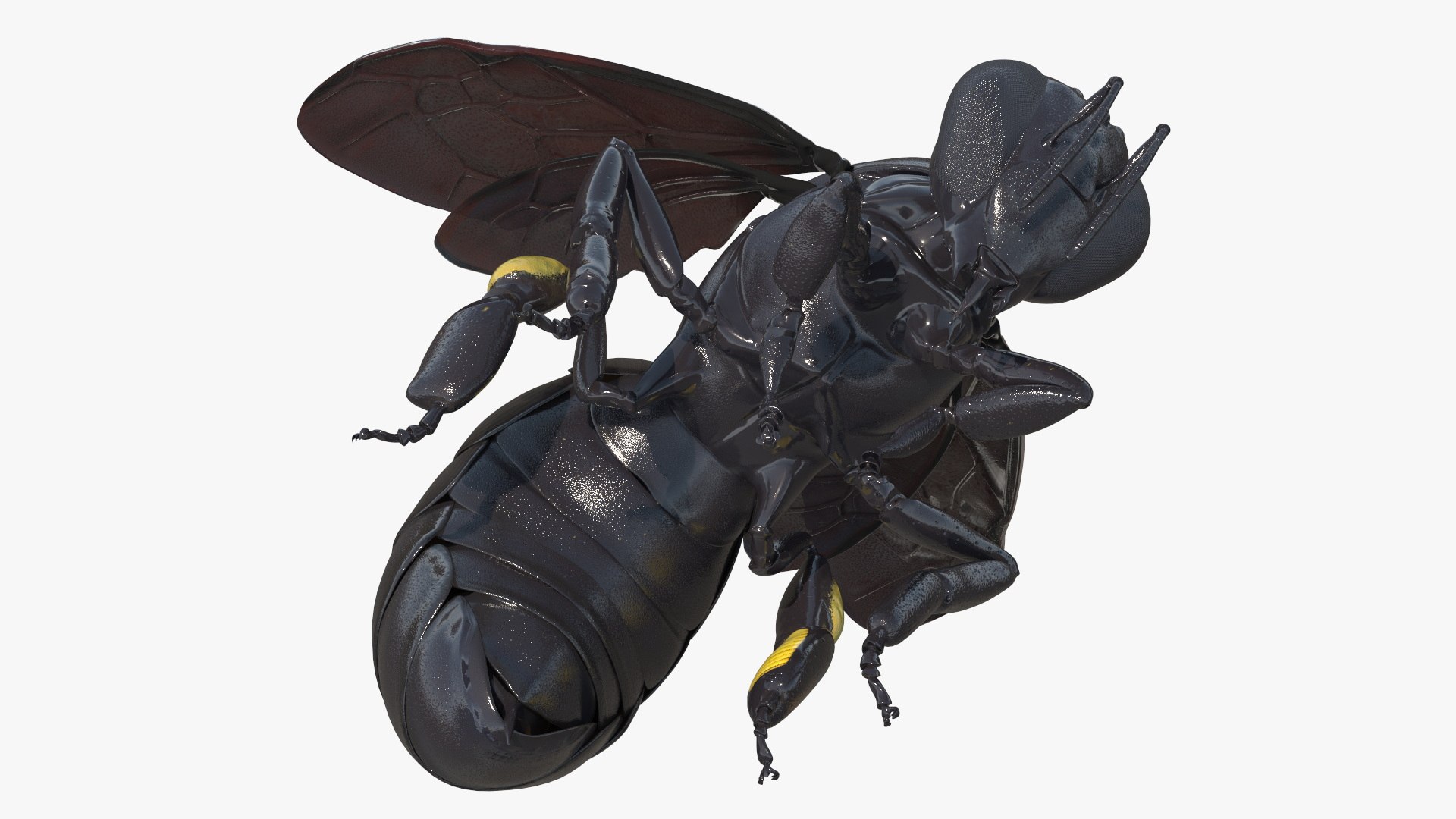 Carpenter Bee Insect Black Ready Pose 3D https://p.turbosquid.com/ts-thumb/it/IOwJ0L/sT/carpenter_bee_insect_black_ready_pose_007/jpg/1755662639/1920x1080/fit_q87/9ec219567736db75c51fe19462ff35b2731c7350/carpenter_bee_insect_black_ready_pose_007.jpg