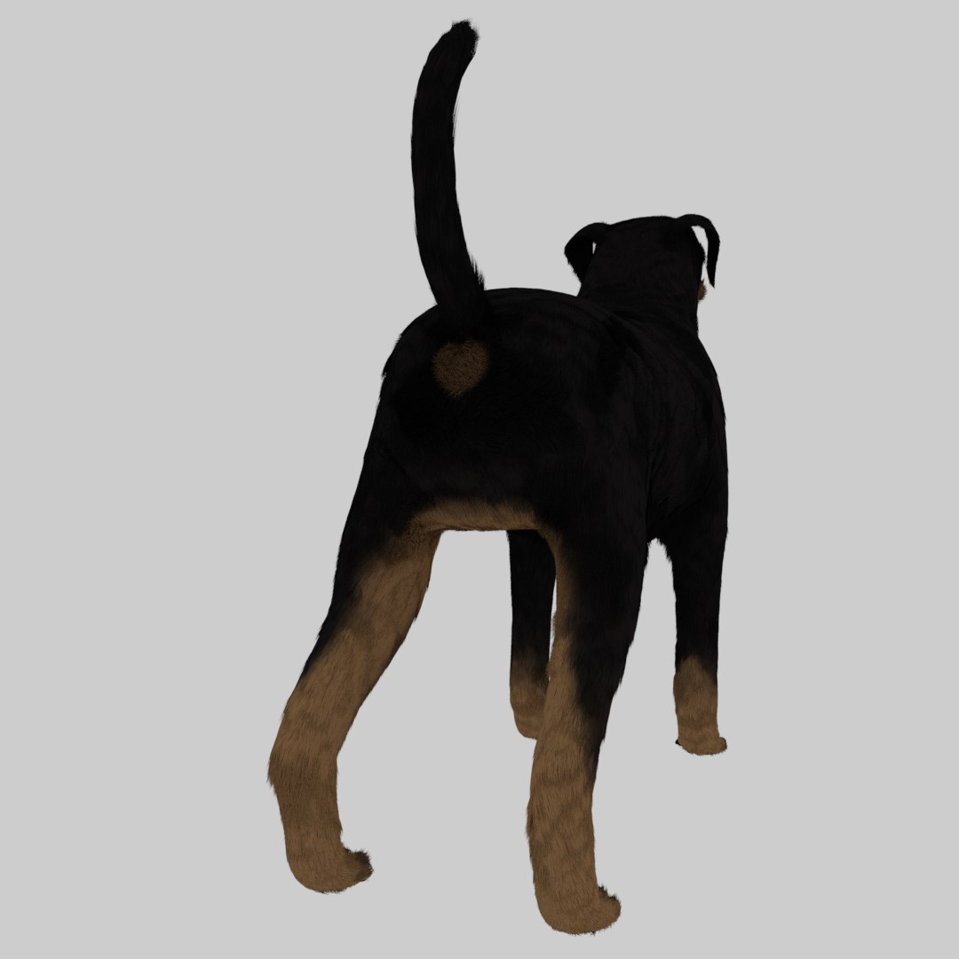 3D Rottweiler Skin Model - TurboSquid 1375225
