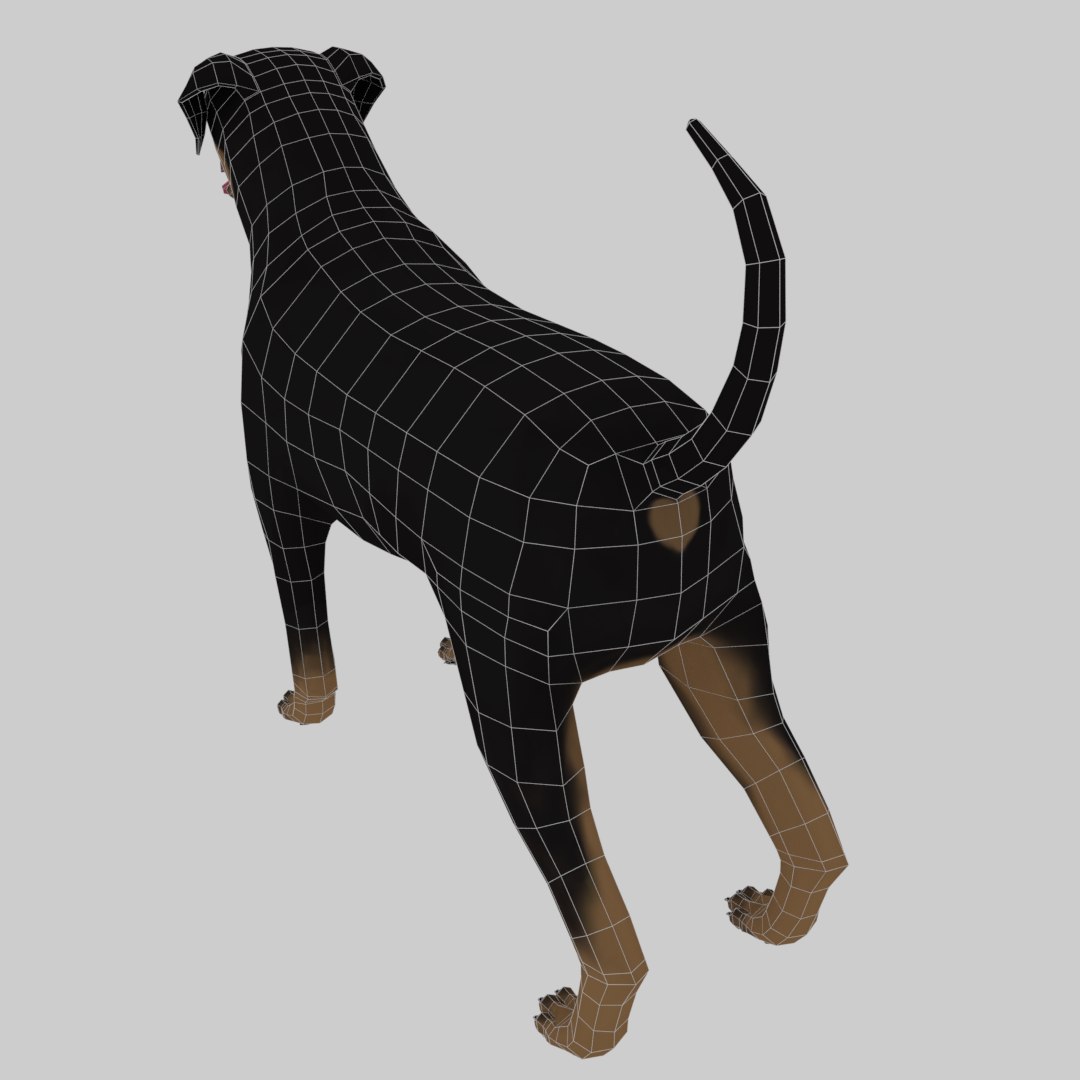 3D Rottweiler Skin Model - TurboSquid 1375225