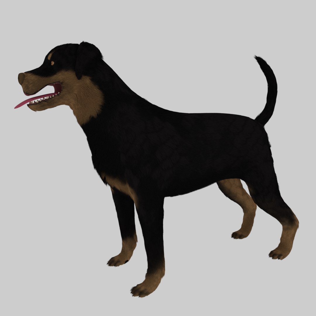 3D Rottweiler Skin Model - TurboSquid 1375225