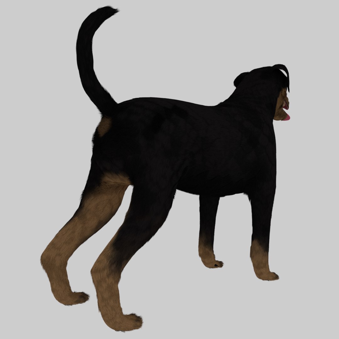 3D Rottweiler Skin Model - TurboSquid 1375225