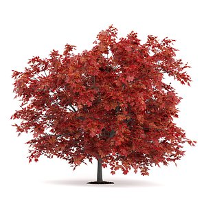 3d model red japanese maple acer