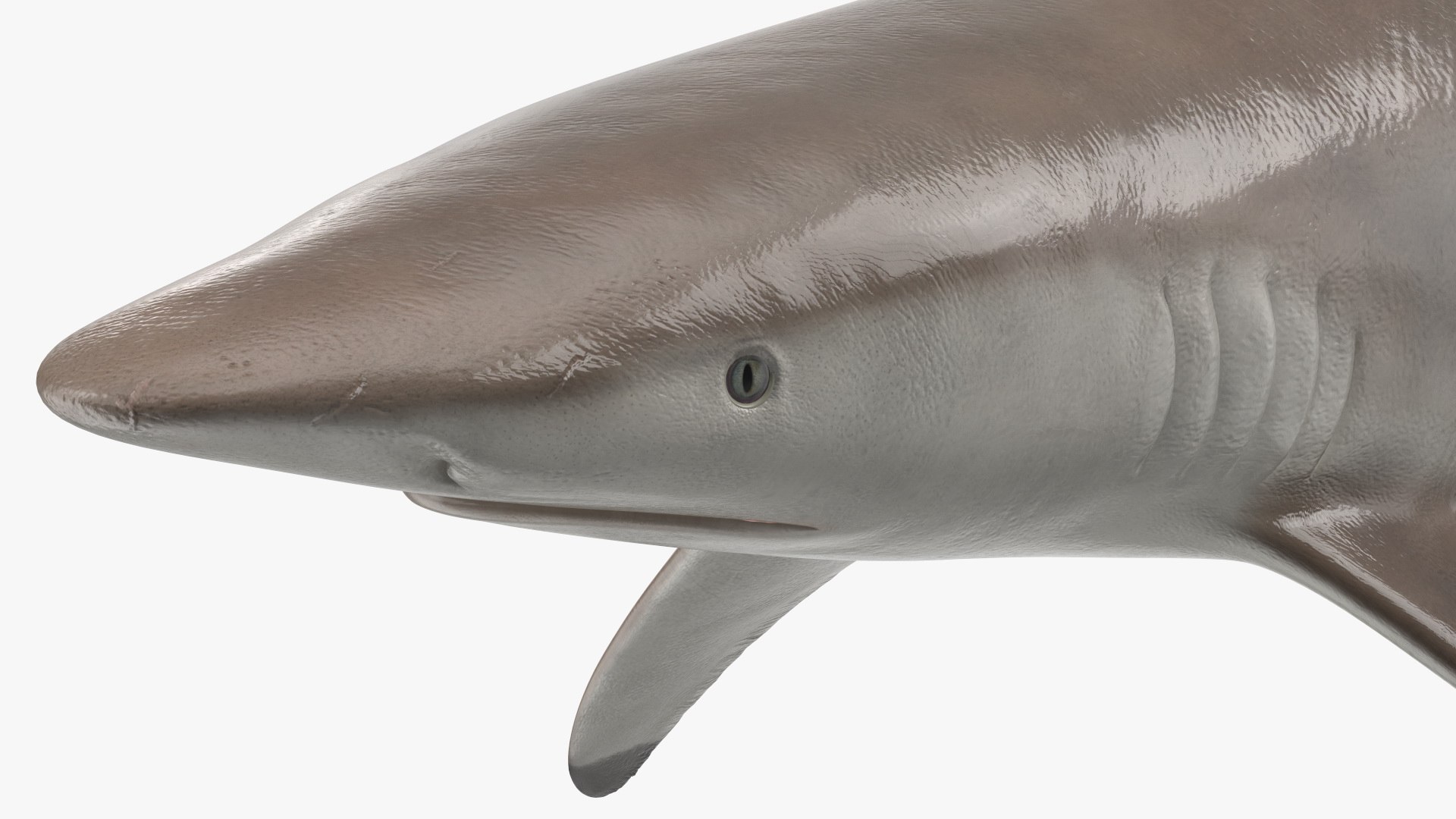 3D Realistic Spinner Shark https://p.turbosquid.com/ts-thumb/it/TLqEUN/03/realisticspinnershark3dsmodel017/jpg/1722848092/1920x1080/fit_q87/45b7ff63ff2ffb50e1b7ae7d972637f4a2dbe4a7/realisticspinnershark3dsmodel017.jpg