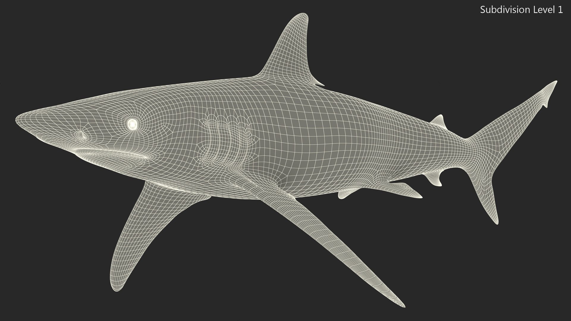 3D Realistic Spinner Shark https://p.turbosquid.com/ts-thumb/it/TLqEUN/3I/realisticspinnershark3dsmodel020/jpg/1722848110/1920x1080/fit_q87/1f6037646e140ac09693bb455ccf9b8b46d51cb8/realisticspinnershark3dsmodel020.jpg