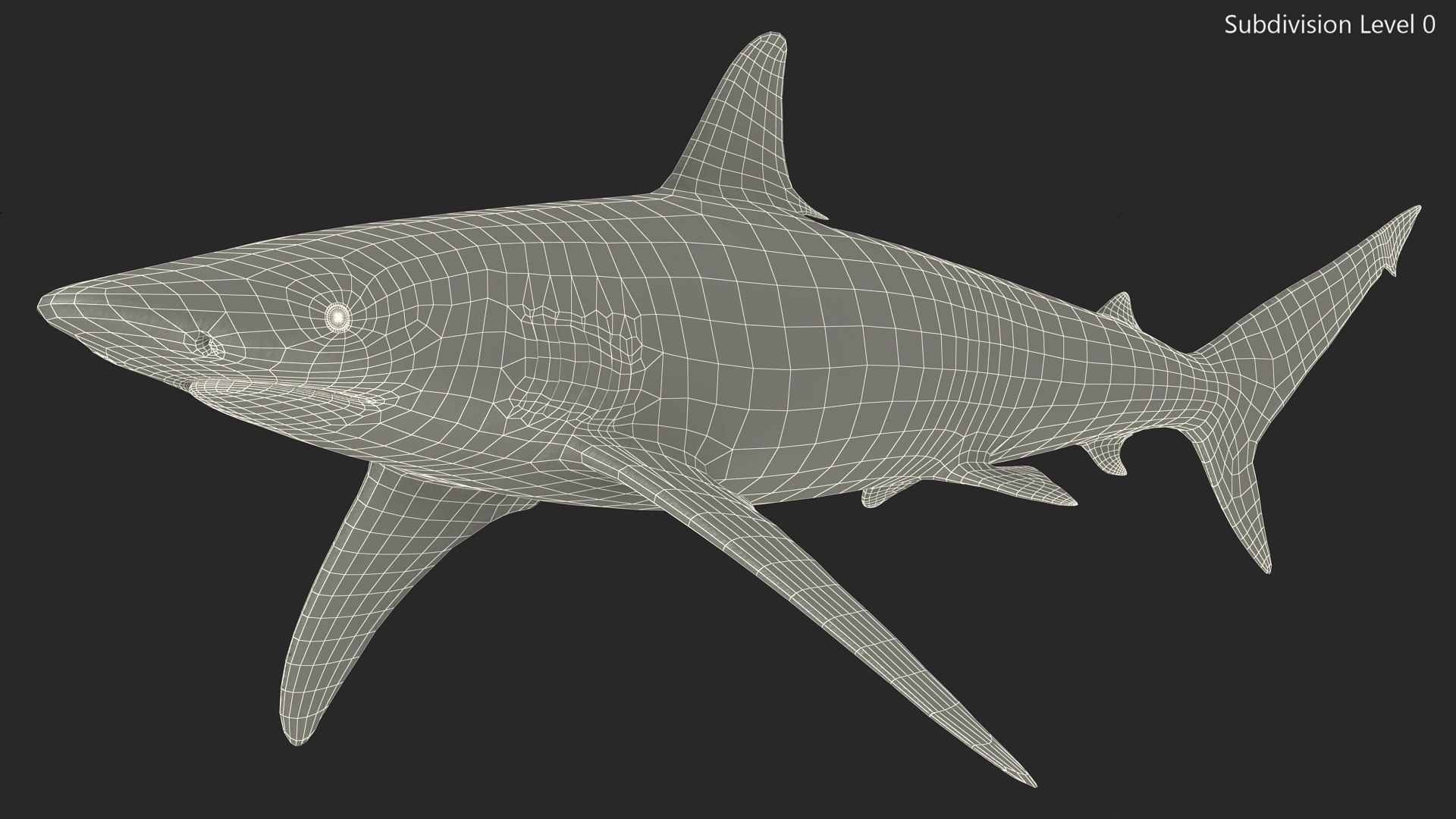 3D Realistic Spinner Shark https://p.turbosquid.com/ts-thumb/it/TLqEUN/7I/realisticspinnershark3dsmodel019/jpg/1722848104/1920x1080/fit_q87/67e8b302063b647497bf8c03d97305629c72a4fc/realisticspinnershark3dsmodel019.jpg