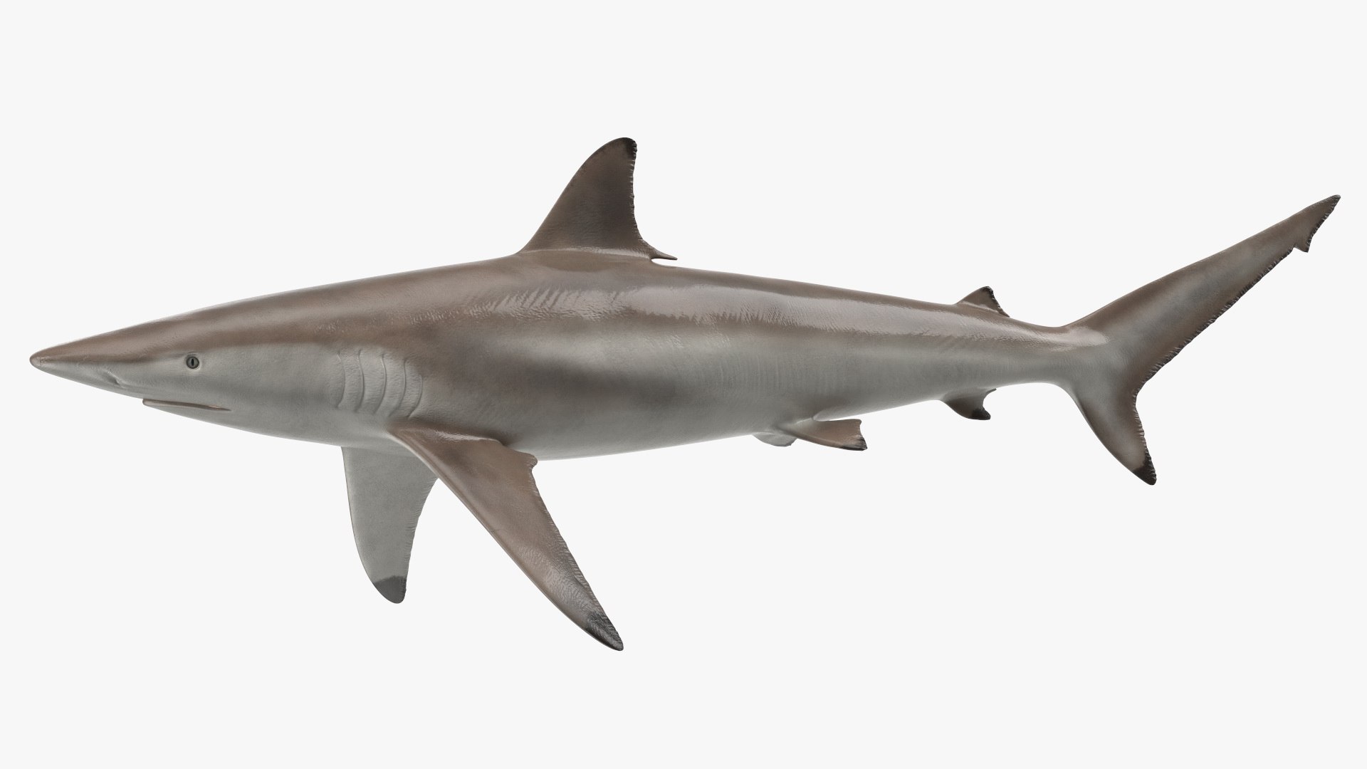 3D Realistic Spinner Shark https://p.turbosquid.com/ts-thumb/it/TLqEUN/8x/realisticspinnershark3dsmodel012/jpg/1722848065/1920x1080/fit_q87/a7b04e239d99bfdd1b706b5a05b35b5087f32d30/realisticspinnershark3dsmodel012.jpg