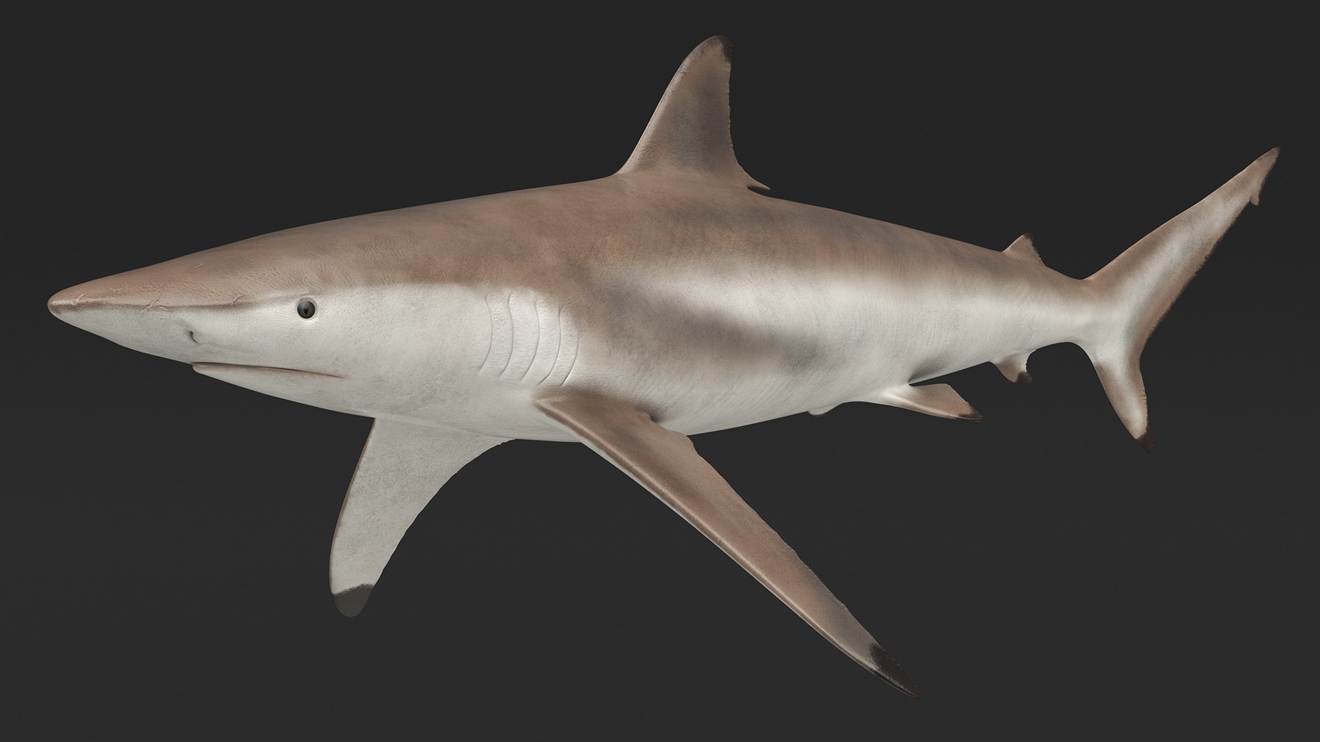 3D Realistic Spinner Shark https://p.turbosquid.com/ts-thumb/it/TLqEUN/AT/realisticspinnershark3dsmodel009/jpg/1722848051/1920x1080/fit_q87/f64b6846cd07ab181943debd1c92c66f231f0386/realisticspinnershark3dsmodel009.jpg