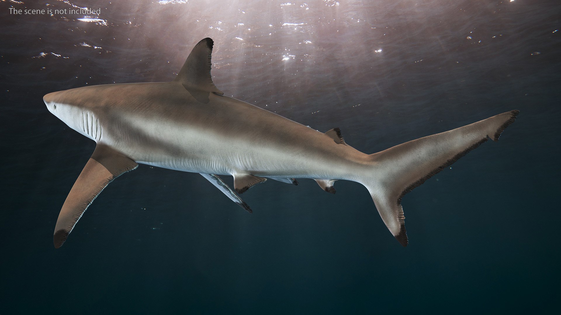 3D Realistic Spinner Shark https://p.turbosquid.com/ts-thumb/it/TLqEUN/C1/realisticspinnershark3dsmodel004/jpg/1722848016/1920x1080/fit_q87/a29104a8aa4cd283f1abdcd542422f9cb1d42274/realisticspinnershark3dsmodel004.jpg