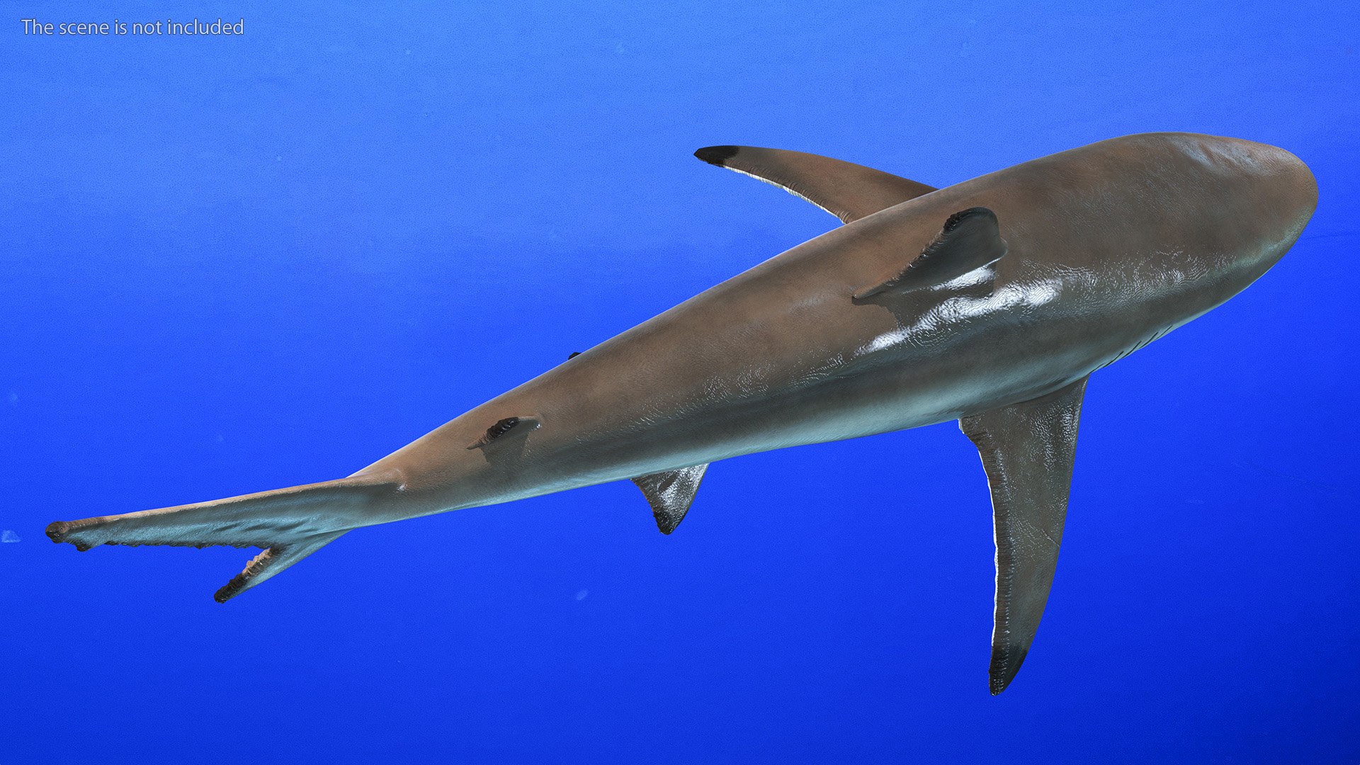 3D Realistic Spinner Shark https://p.turbosquid.com/ts-thumb/it/TLqEUN/Dx/realisticspinnershark3dsmodel006/jpg/1722848027/1920x1080/fit_q87/5c406dfcba9961bee054834e150f7e64b5f7a91f/realisticspinnershark3dsmodel006.jpg