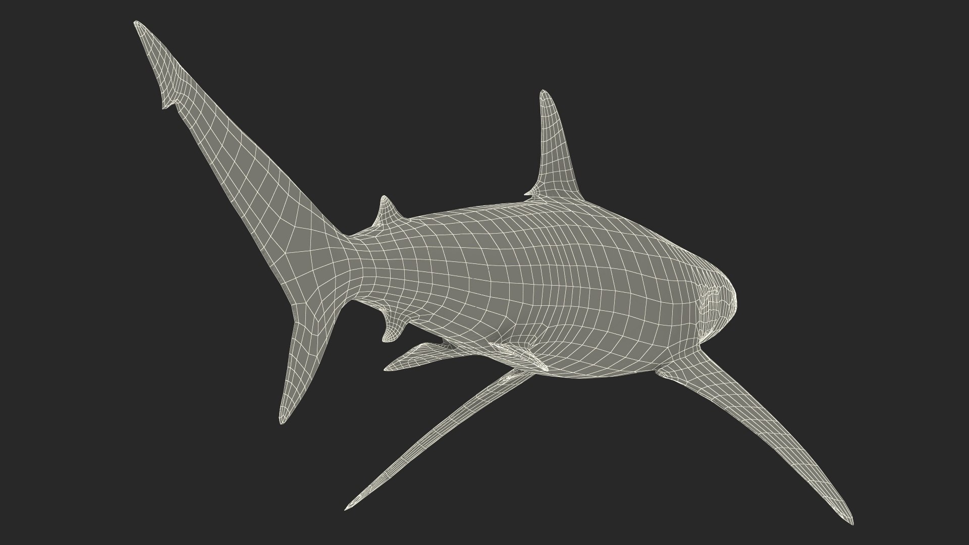 3D Realistic Spinner Shark https://p.turbosquid.com/ts-thumb/it/TLqEUN/Le/realisticspinnershark3dsmodel025/jpg/1722848136/1920x1080/fit_q87/14b6f3b6443fd344f9788e12e1d28dc7ae3e437a/realisticspinnershark3dsmodel025.jpg