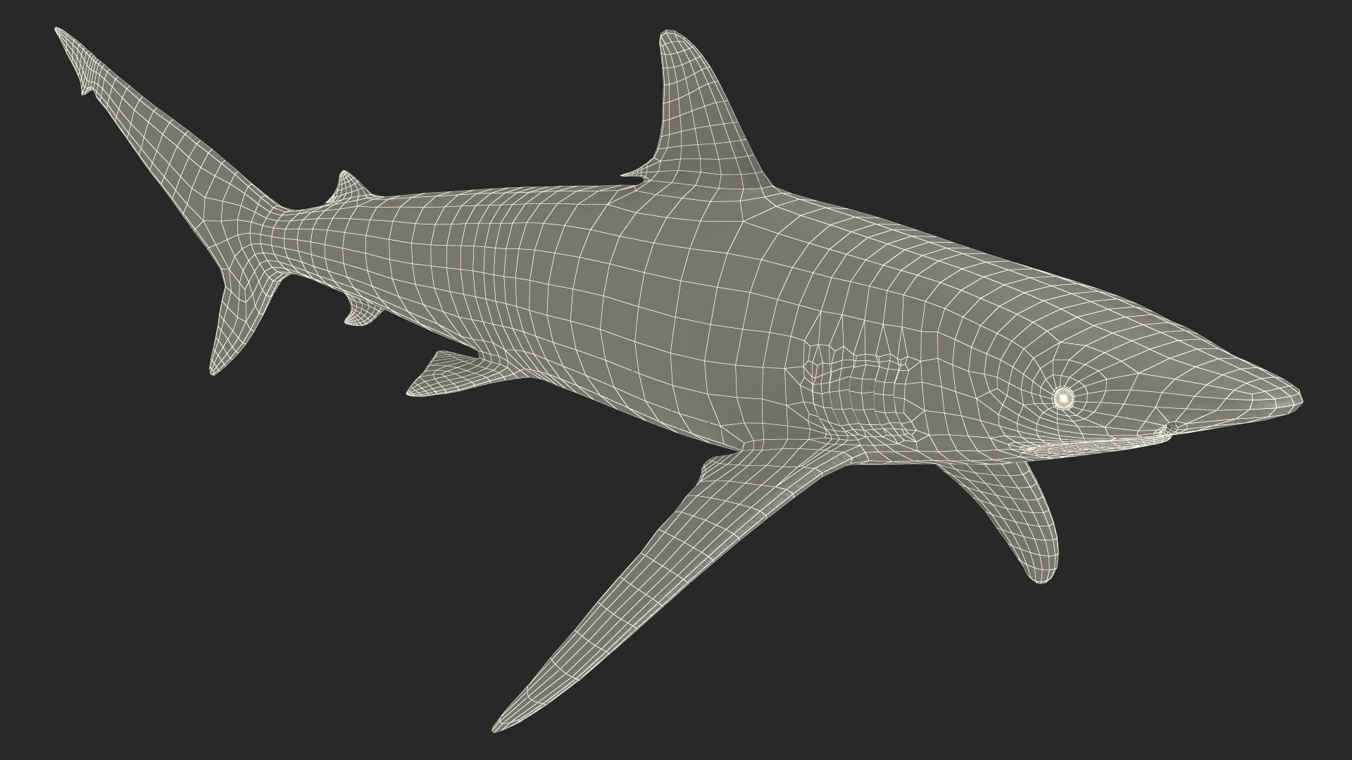 3D Realistic Spinner Shark https://p.turbosquid.com/ts-thumb/it/TLqEUN/Lu/realisticspinnershark3dsmodel024/jpg/1722848131/1920x1080/fit_q87/4e79c1d4eefe8b81a7cc5e53e42c34d26c38fd95/realisticspinnershark3dsmodel024.jpg
