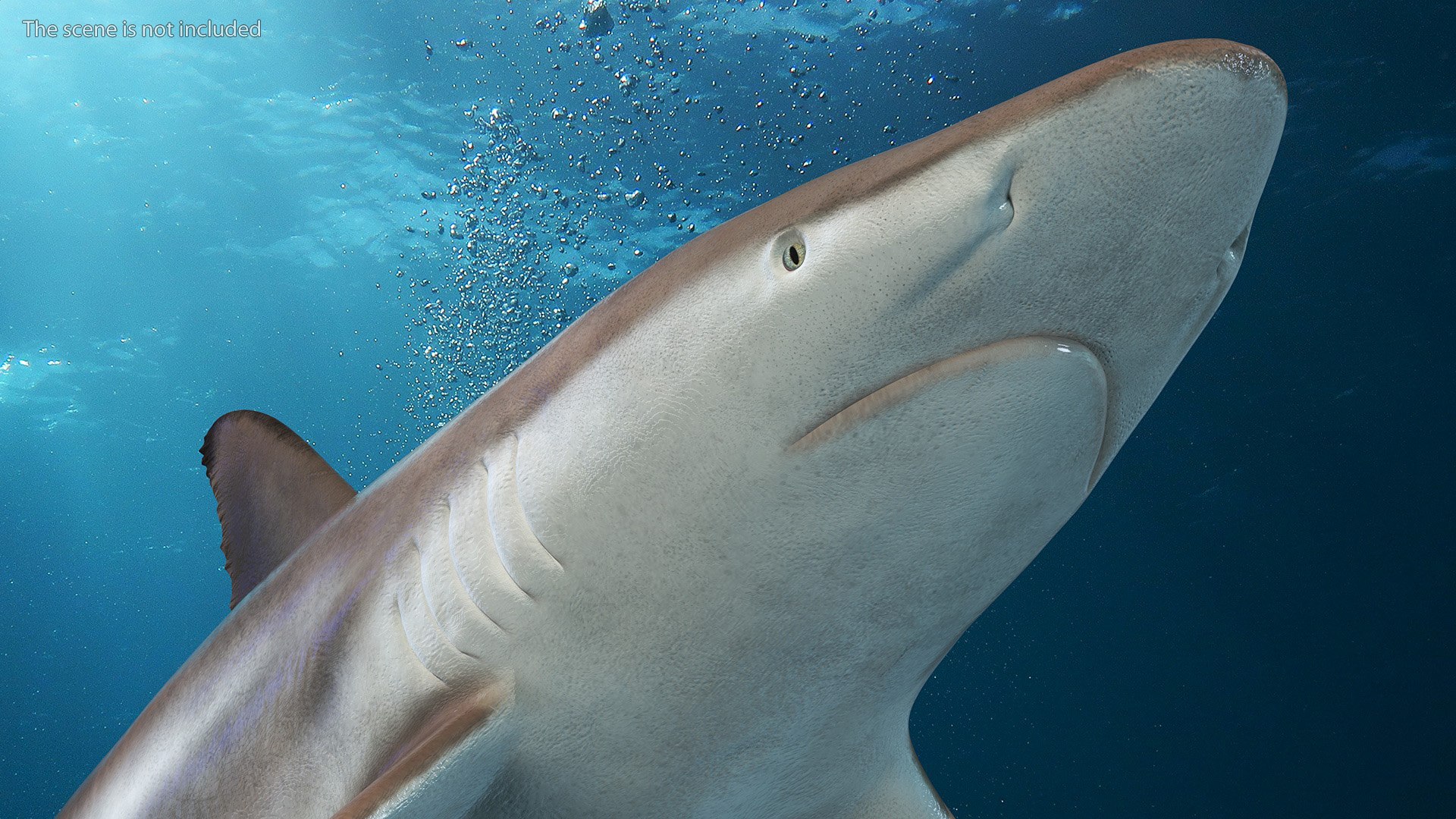 3D Realistic Spinner Shark https://p.turbosquid.com/ts-thumb/it/TLqEUN/O4/realisticspinnershark3dsmodel007/jpg/1722848033/1920x1080/fit_q87/6841668df4d769fb4a0bd9aca855a8acbe7bc85e/realisticspinnershark3dsmodel007.jpg