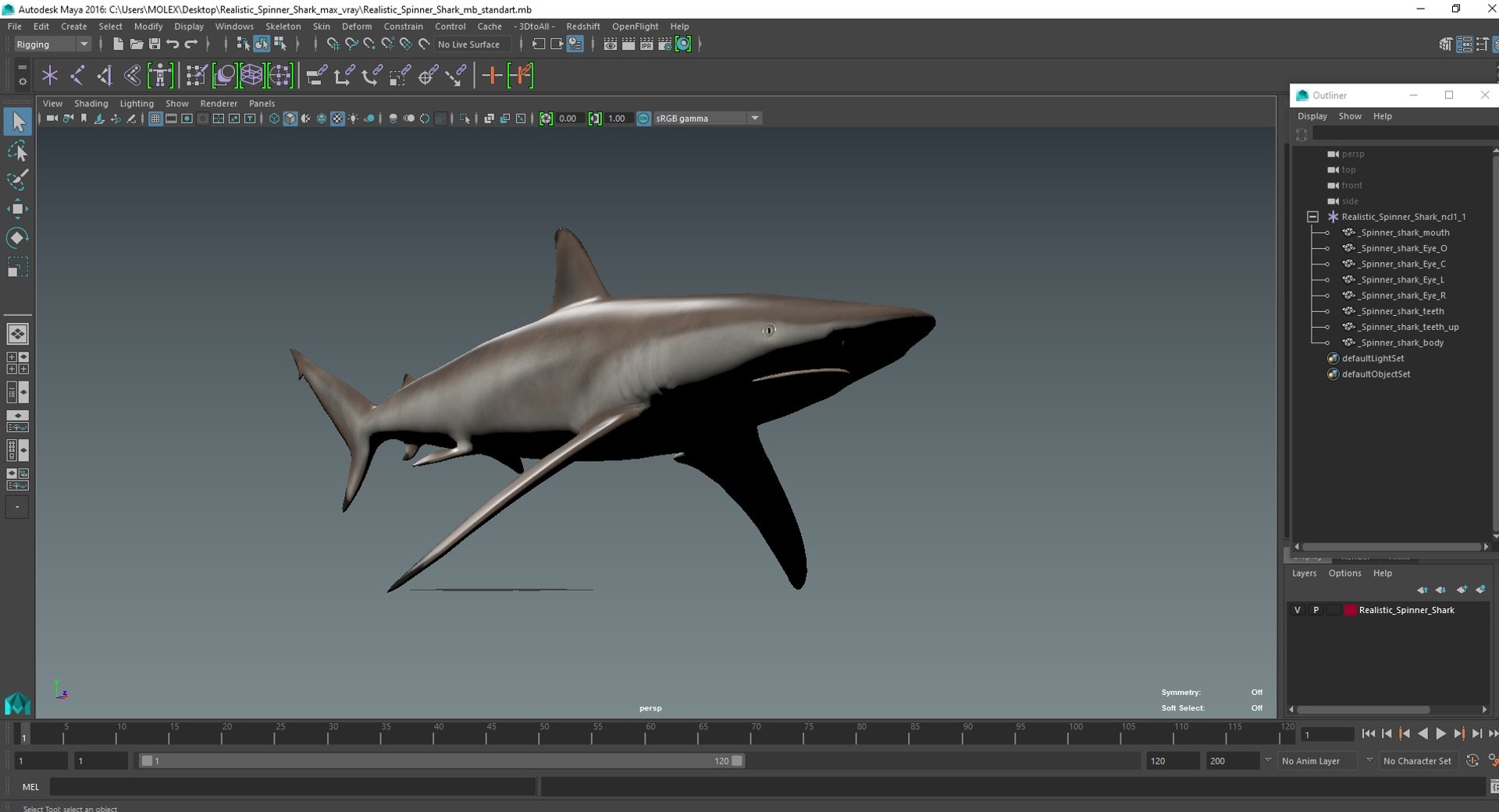 3D Realistic Spinner Shark https://p.turbosquid.com/ts-thumb/it/TLqEUN/PQ/realisticspinnershark3dsmodel040/jpg/1722848180/1920x1080/fit_q87/4f4e22319ed92a15d5c2af7754a34bdce71649ae/realisticspinnershark3dsmodel040.jpg