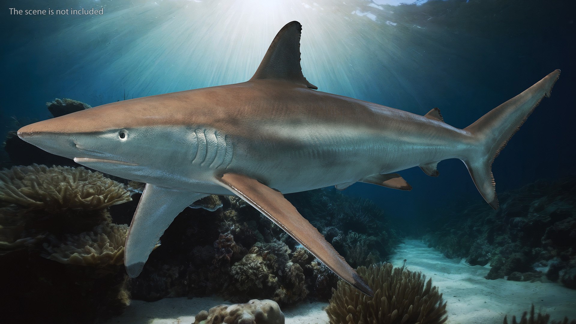 3D Realistic Spinner Shark https://p.turbosquid.com/ts-thumb/it/TLqEUN/S0/realisticspinnershark3dsmodel002/jpg/1722848006/1920x1080/fit_q87/286806d70f76dc11356aa7a0088f76d0367c8914/realisticspinnershark3dsmodel002.jpg