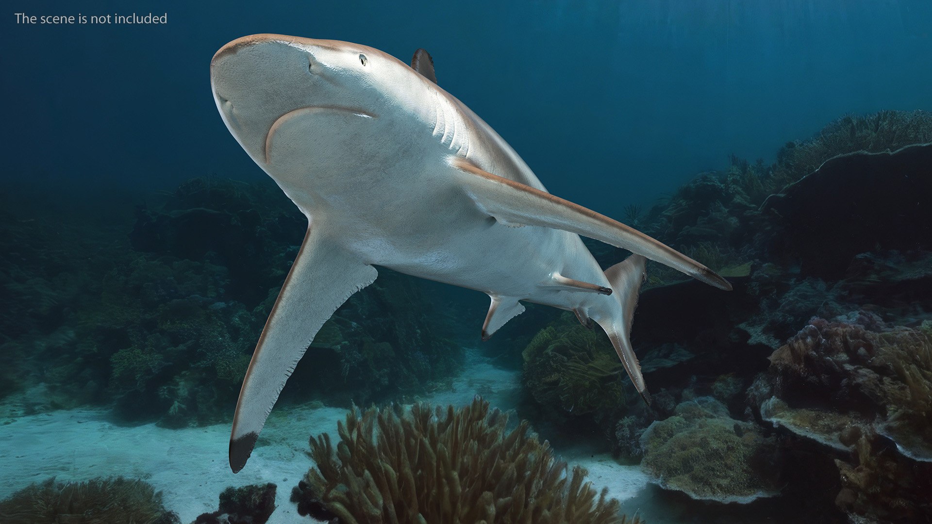 3D Realistic Spinner Shark https://p.turbosquid.com/ts-thumb/it/TLqEUN/We/realisticspinnershark3dsmodel005/jpg/1722848020/1920x1080/fit_q87/9adce5fba201c7a5caa7da760295409ffdedc631/realisticspinnershark3dsmodel005.jpg