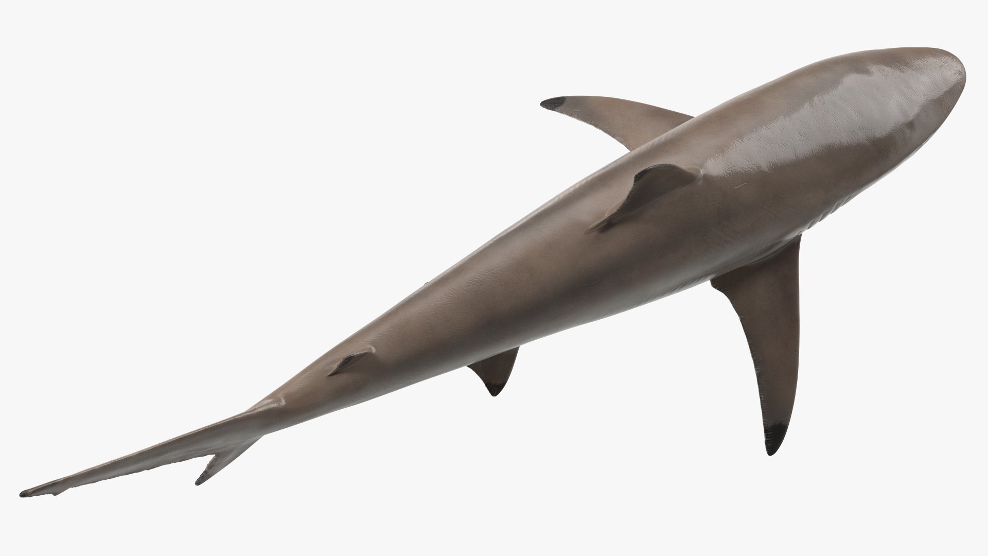 3D Realistic Spinner Shark https://p.turbosquid.com/ts-thumb/it/TLqEUN/Za/realisticspinnershark3dsmodel016/jpg/1722848086/1920x1080/fit_q87/81de1f1647cc0bc2be8ee8077b488e093945b5aa/realisticspinnershark3dsmodel016.jpg