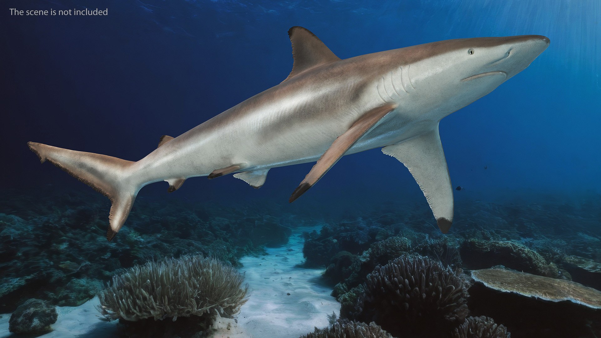 3D Realistic Spinner Shark https://p.turbosquid.com/ts-thumb/it/TLqEUN/aU/realisticspinnershark3dsmodel003/jpg/1722848010/1920x1080/fit_q87/d7995a0888a28c3c2e36f2480de2f47f3cd046a2/realisticspinnershark3dsmodel003.jpg