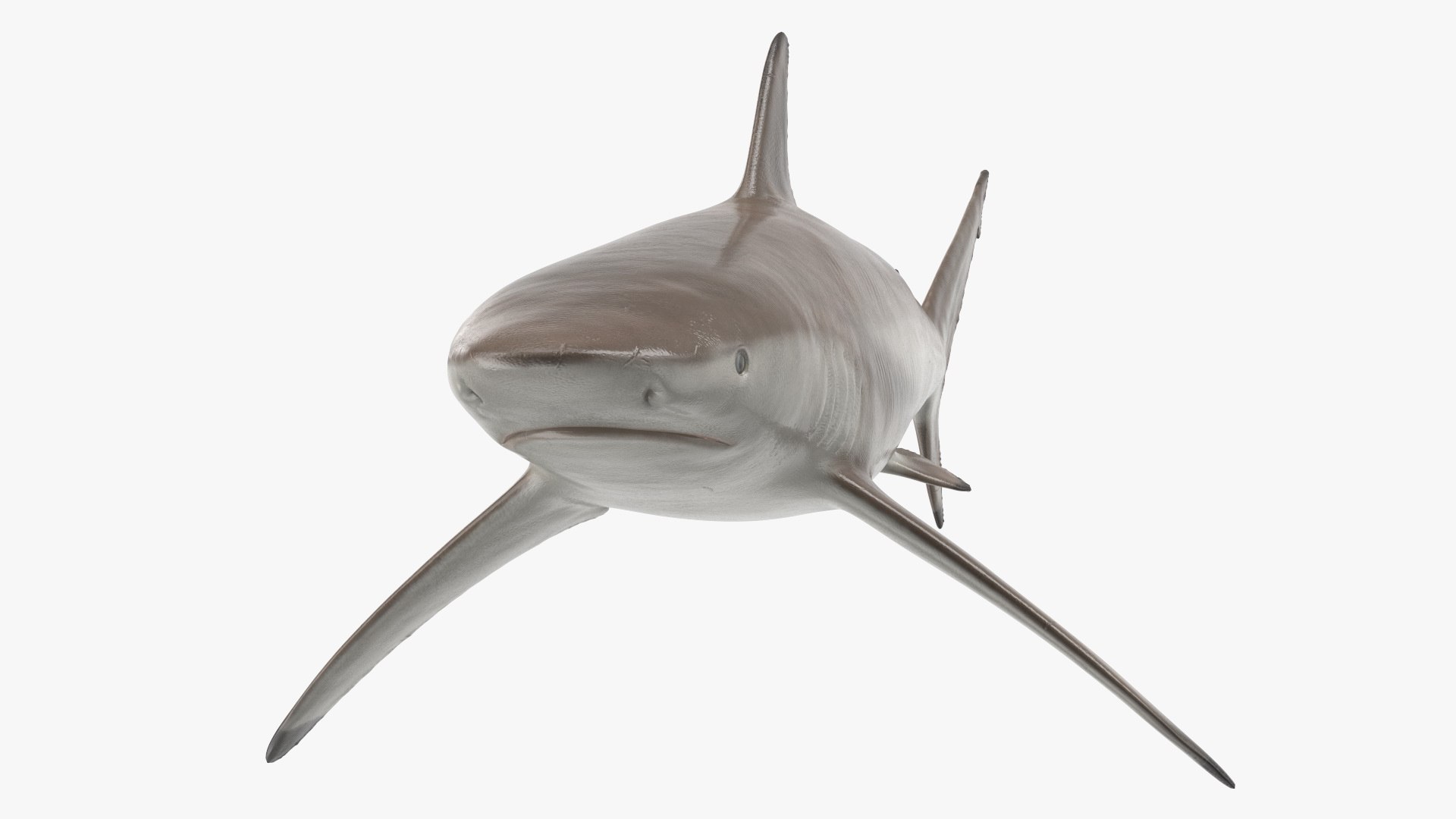 3D Realistic Spinner Shark https://p.turbosquid.com/ts-thumb/it/TLqEUN/fN/realisticspinnershark3dsmodel011/jpg/1722848061/1920x1080/fit_q87/6691df668af94f4ae9fe01f1e6461acff70176f9/realisticspinnershark3dsmodel011.jpg