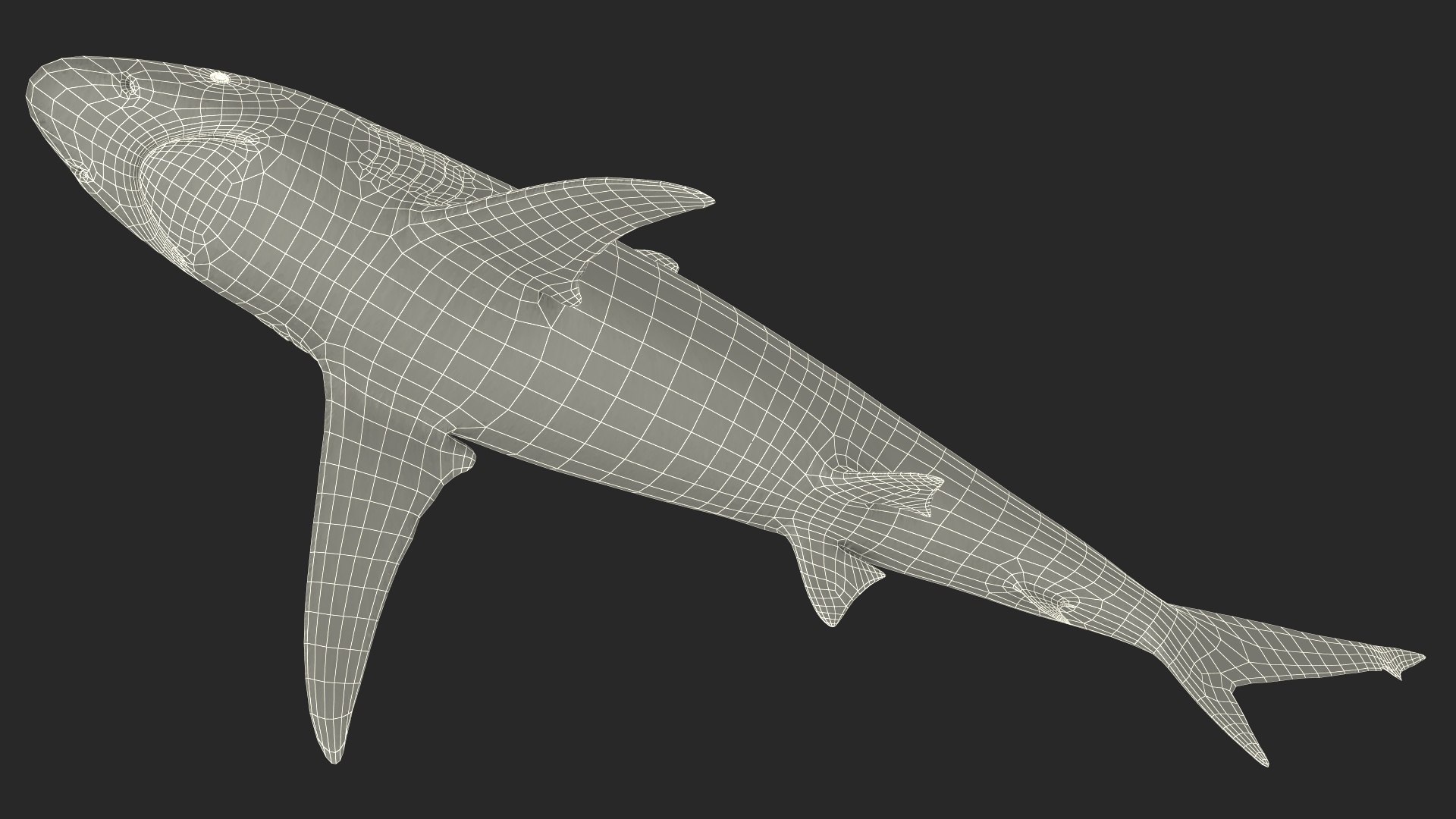 3D Realistic Spinner Shark https://p.turbosquid.com/ts-thumb/it/TLqEUN/mb/realisticspinnershark3dsmodel026/jpg/1722848140/1920x1080/fit_q87/013fdec191ec45ef070e7f4e3536453cc6b5cbd9/realisticspinnershark3dsmodel026.jpg