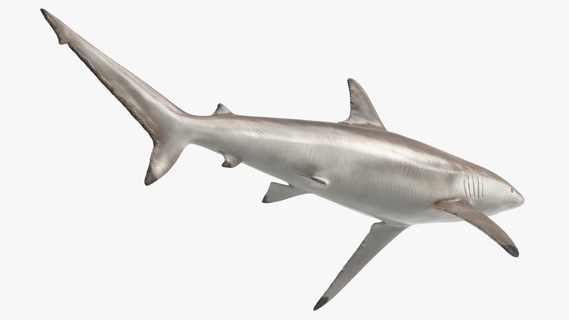 3D Realistic Spinner Shark https://p.turbosquid.com/ts-thumb/it/TLqEUN/mc/realisticspinnershark3dsmodel015/jpg/1722848082/1920x1080/fit_q87/b1e269faa6e5f7f8076c8f4654c9453696b671c8/realisticspinnershark3dsmodel015.jpg