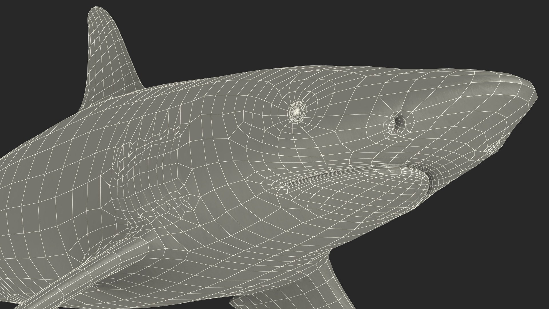 3D Realistic Spinner Shark https://p.turbosquid.com/ts-thumb/it/TLqEUN/pk/realisticspinnershark3dsmodel027/jpg/1722848146/1920x1080/fit_q87/9facfacb169dc1b66f413ec064648db86152feec/realisticspinnershark3dsmodel027.jpg