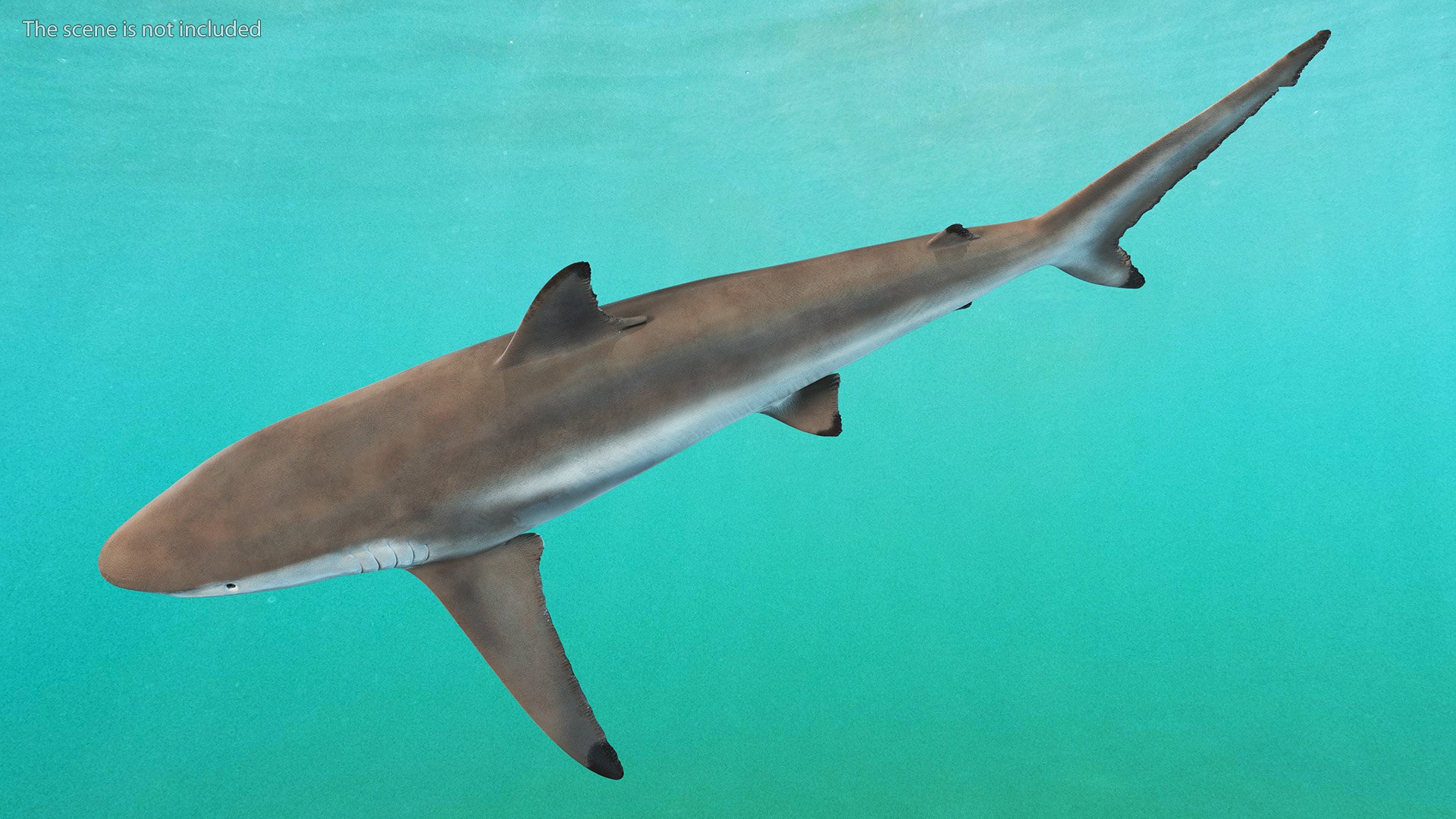 3D Realistic Spinner Shark https://p.turbosquid.com/ts-thumb/it/TLqEUN/w0/realisticspinnershark3dsmodel008/jpg/1722848040/1920x1080/fit_q87/f9bc6071ffb90303ae01a87302a38ca806bc00c8/realisticspinnershark3dsmodel008.jpg