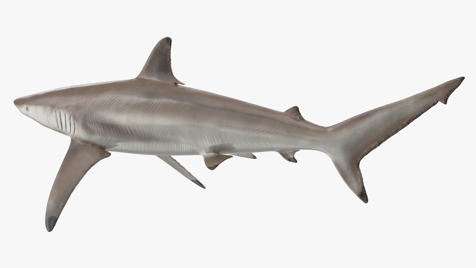 3D Realistic Spinner Shark https://p.turbosquid.com/ts-thumb/it/TLqEUN/wR/realisticspinnershark3dsmodel013/jpg/1722848070/1920x1080/fit_q87/98c12f47cf7ce303d7600a21b6f875cc6044e5b9/realisticspinnershark3dsmodel013.jpg