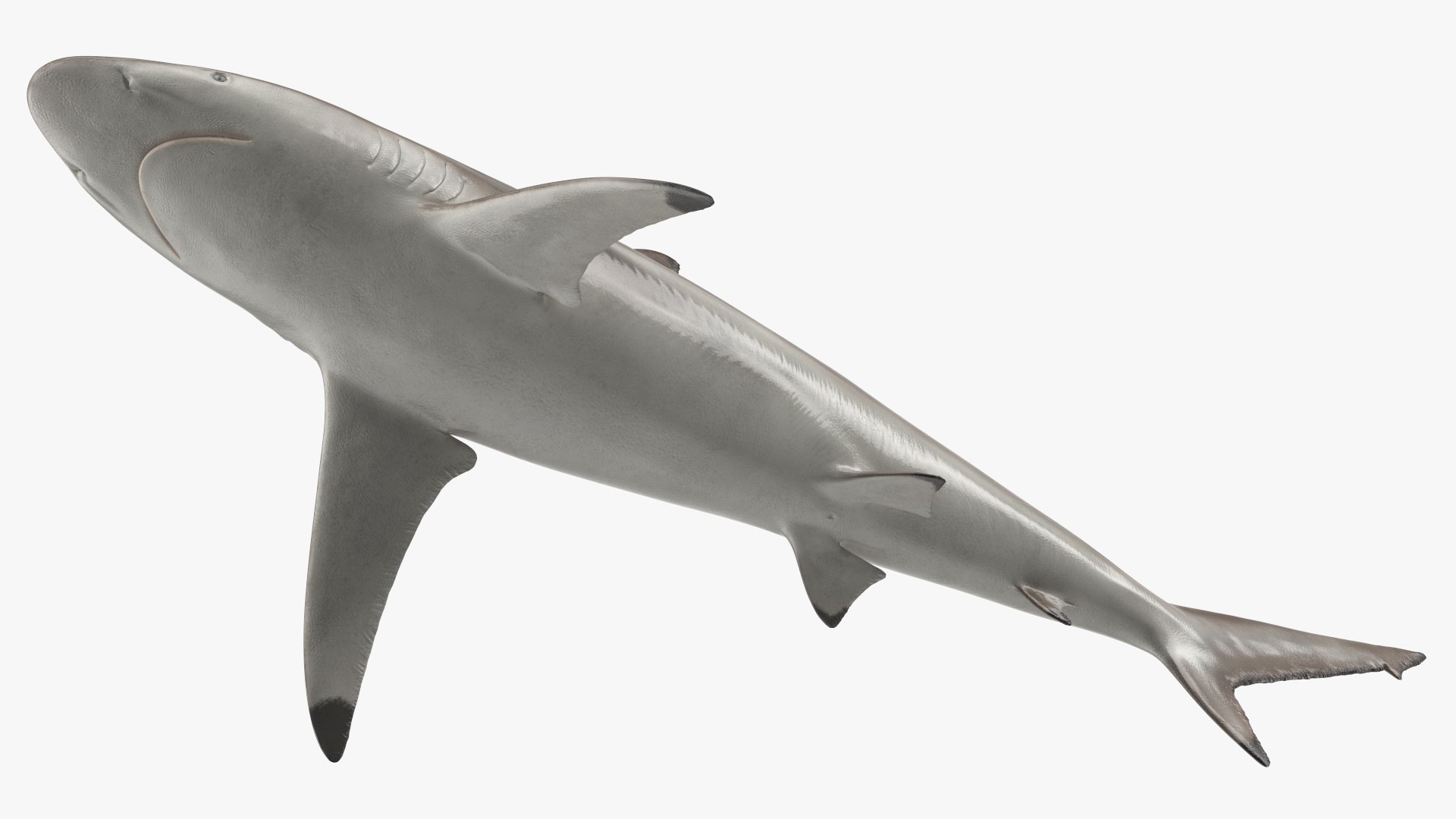 3D Realistic Spinner Shark https://p.turbosquid.com/ts-thumb/it/TLqEUN/yI/realisticspinnershark3dsmodel014/jpg/1722848075/1920x1080/fit_q87/5ecce9da5cc8b75378ff9acc4196d5b70ad27dc9/realisticspinnershark3dsmodel014.jpg