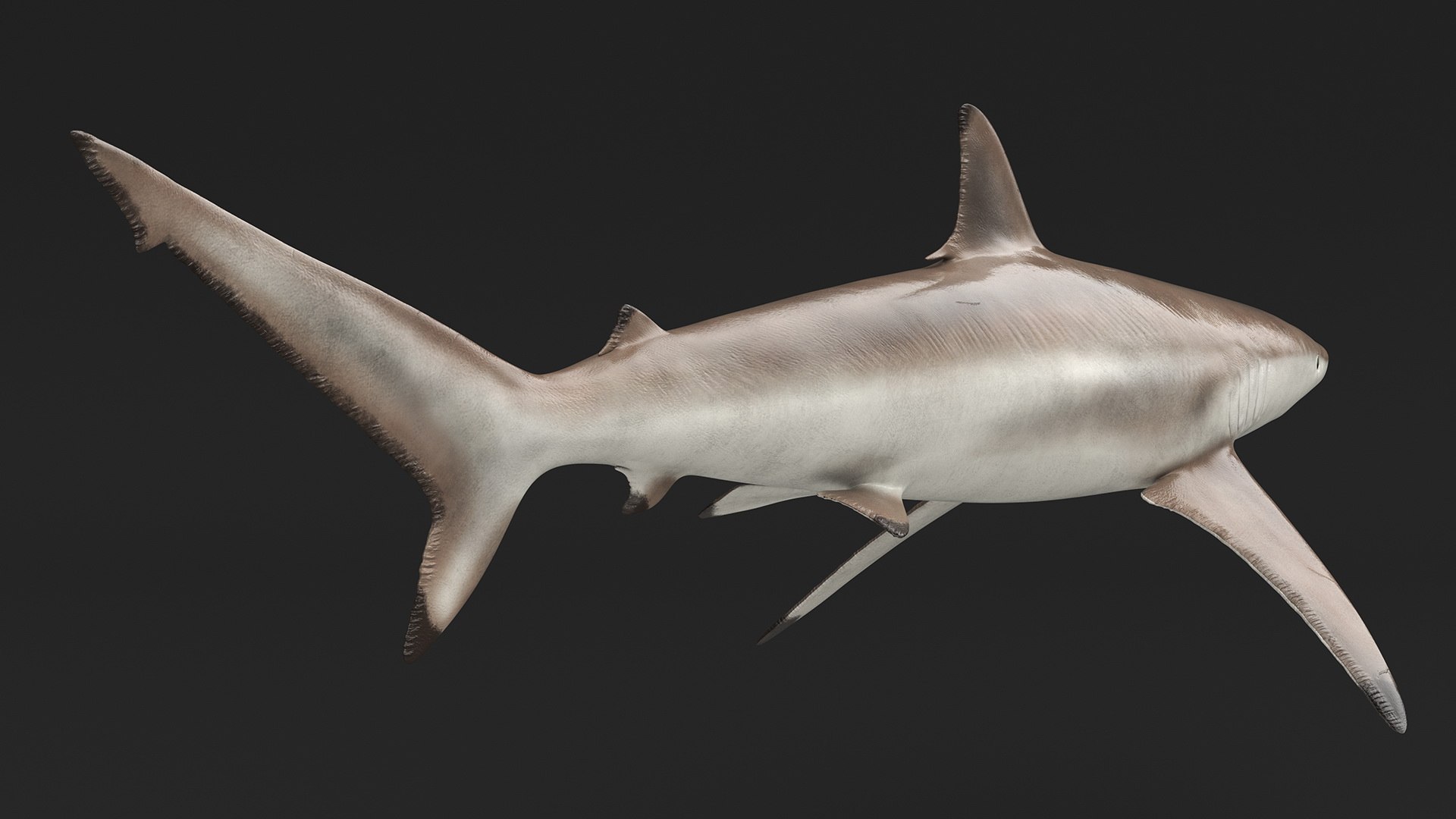 3D Realistic Spinner Shark https://p.turbosquid.com/ts-thumb/it/TLqEUN/ye/realisticspinnershark3dsmodel010/jpg/1722848056/1920x1080/fit_q87/98537a39063f27378c55be416f8c4d018e92b914/realisticspinnershark3dsmodel010.jpg