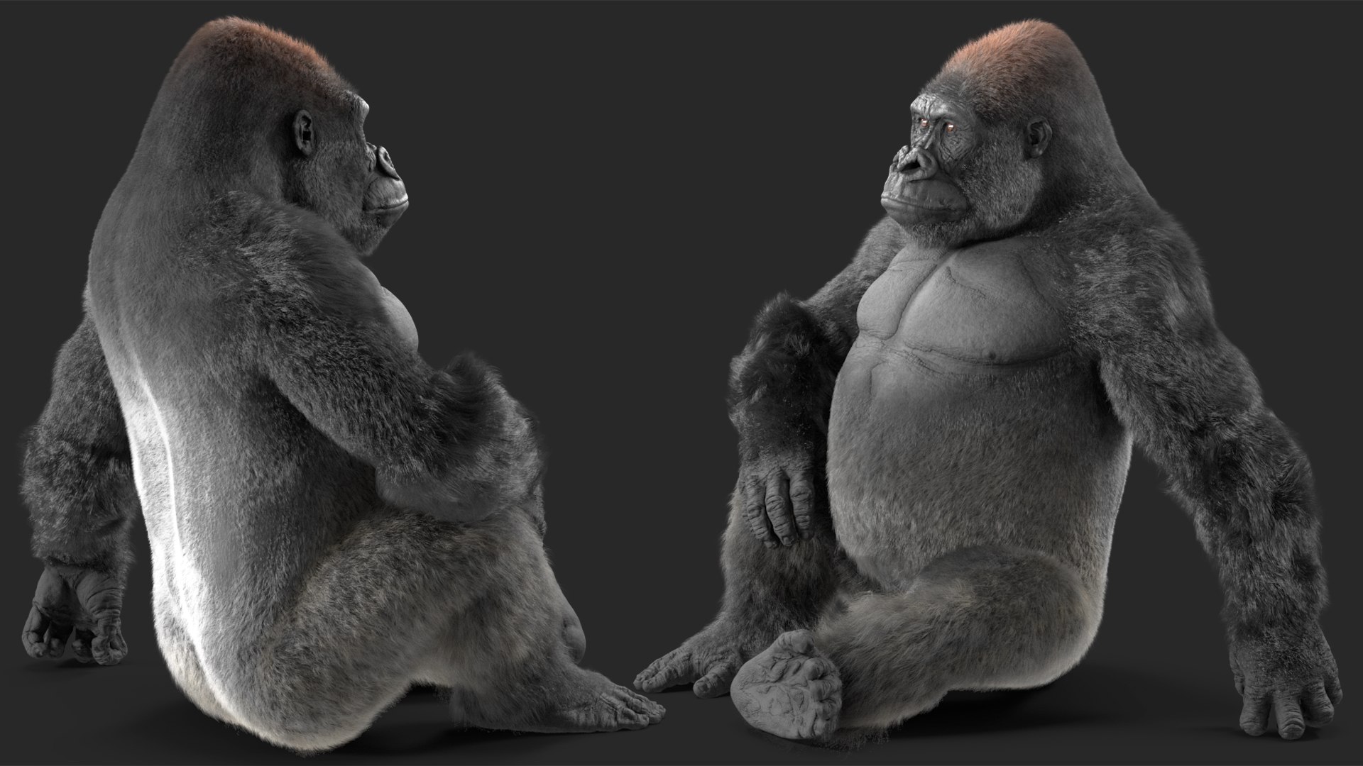 3D Eastern Gorilla Sitting Pose Fur model https://p.turbosquid.com/ts-thumb/it/TV0gz5/HZ/easterngorillasittingposefurmb3dmodel010/jpg/1708586492/1920x1080/fit_q87/d7e7d68bdd814052591ace827596e440694b8a25/easterngorillasittingposefurmb3dmodel010.jpg