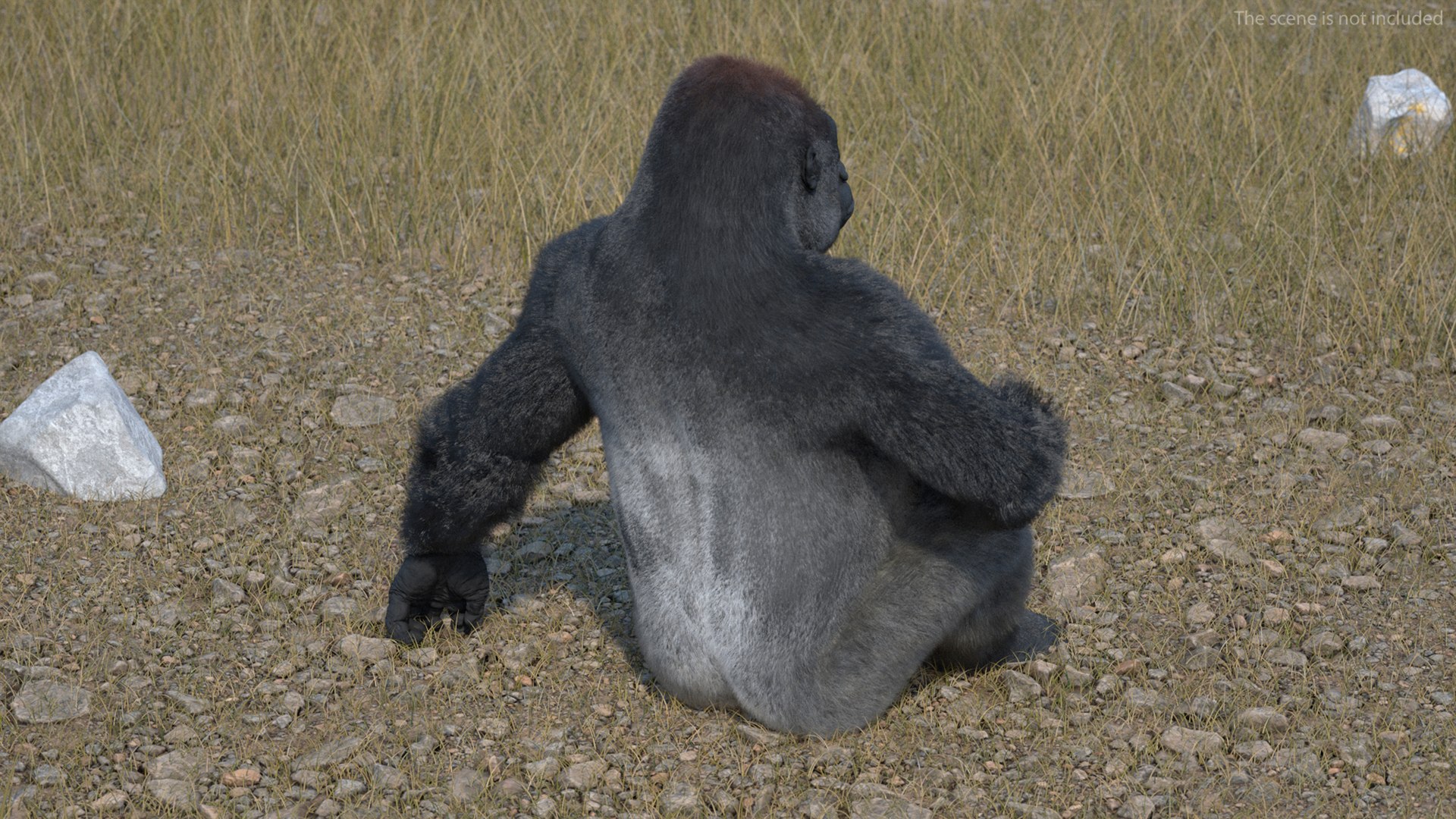 3D Eastern Gorilla Sitting Pose Fur model https://p.turbosquid.com/ts-thumb/it/TV0gz5/J4/easterngorillasittingposefurmb3dmodel007/jpg/1708586482/1920x1080/fit_q87/7cf38ff7e9b662822b1d91beddab0e05814f936b/easterngorillasittingposefurmb3dmodel007.jpg