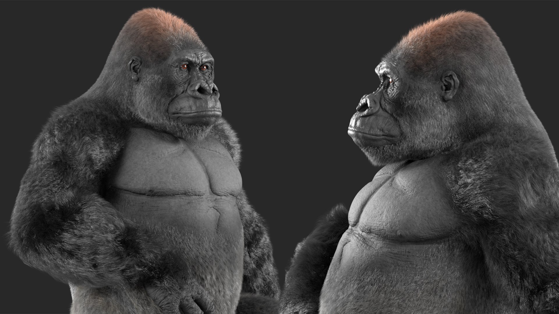 3D Eastern Gorilla Sitting Pose Fur model https://p.turbosquid.com/ts-thumb/it/TV0gz5/XN/easterngorillasittingposefurmb3dmodel013/jpg/1708586502/1920x1080/fit_q87/1123dc53934d27d2fa3c633f172822023ac0df12/easterngorillasittingposefurmb3dmodel013.jpg
