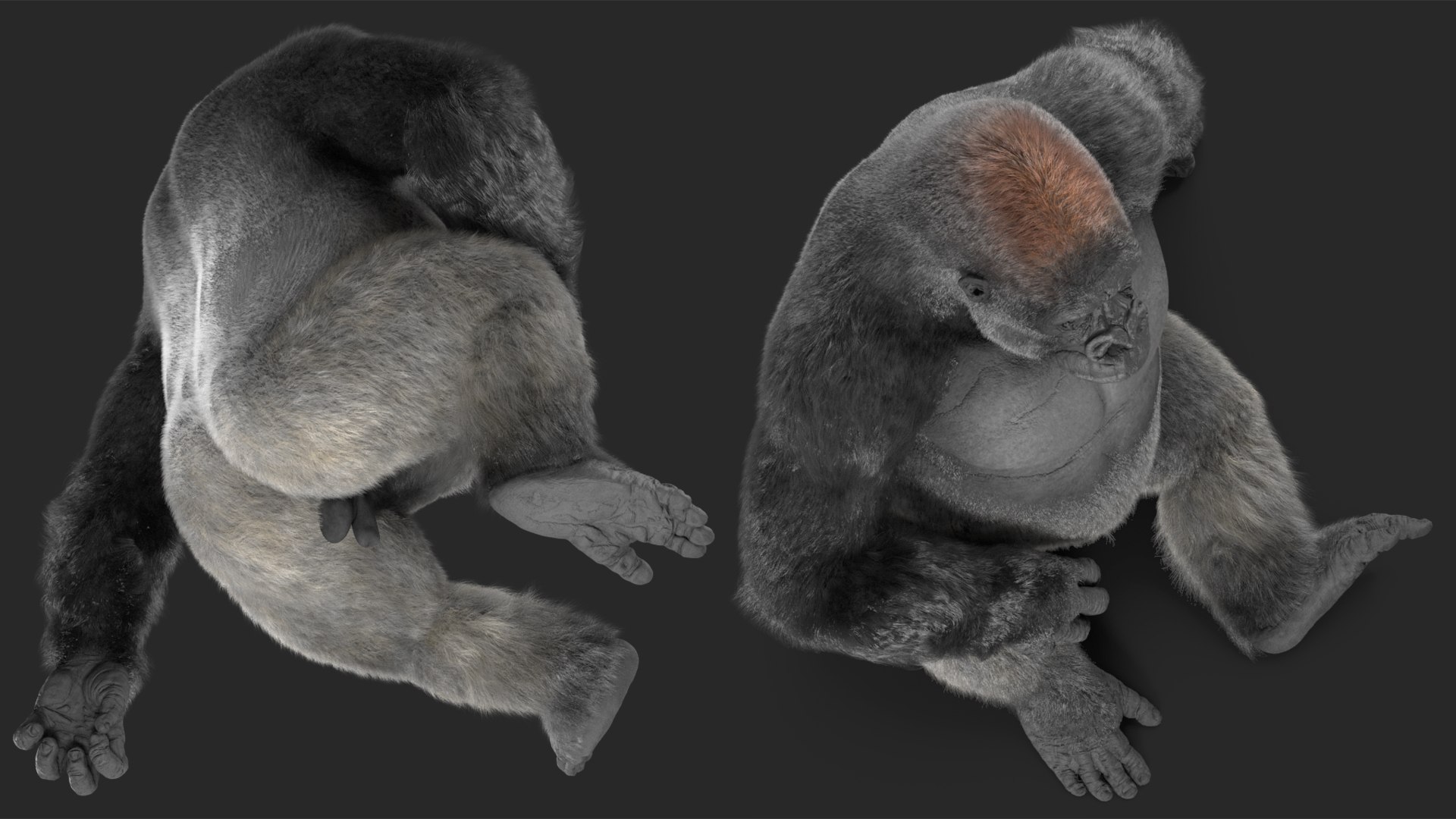 3D Eastern Gorilla Sitting Pose Fur model https://p.turbosquid.com/ts-thumb/it/TV0gz5/ep/easterngorillasittingposefurmb3dmodel011/jpg/1708586495/1920x1080/fit_q87/53b9e1dadfb8841f6bf25d17995637f37fdc8ab4/easterngorillasittingposefurmb3dmodel011.jpg