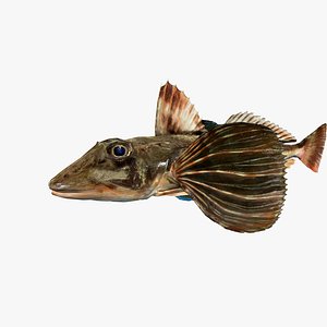 Bluefin Sea Robin - Houbou - Chelidonichthys spinosus 3D