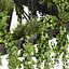 plant vol 844 - pothos - hanging - ampelous