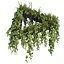 plant vol 844 - pothos - hanging - ampelous